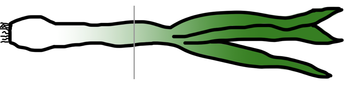 zwiebel.png
