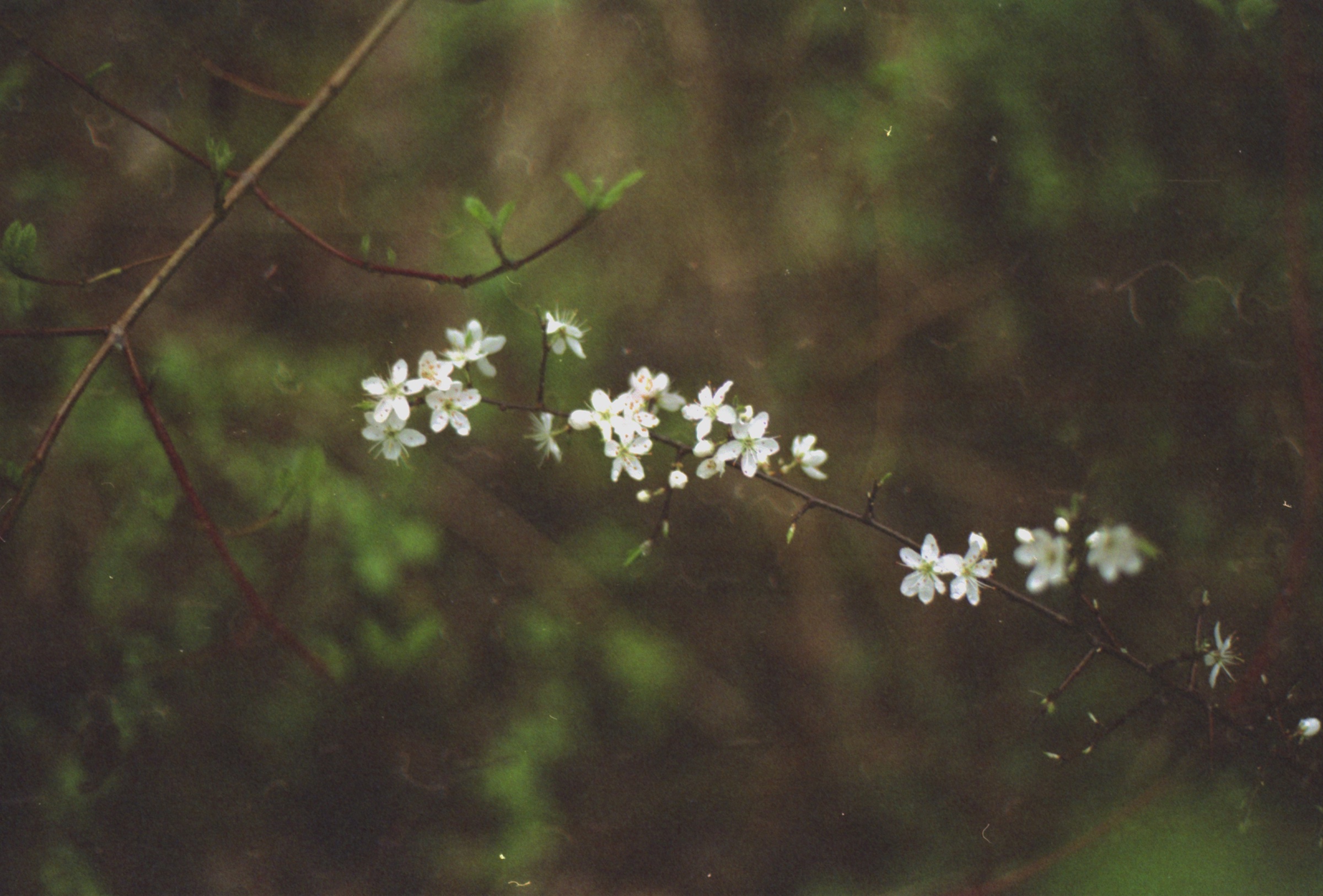 eos5scan31.jpg