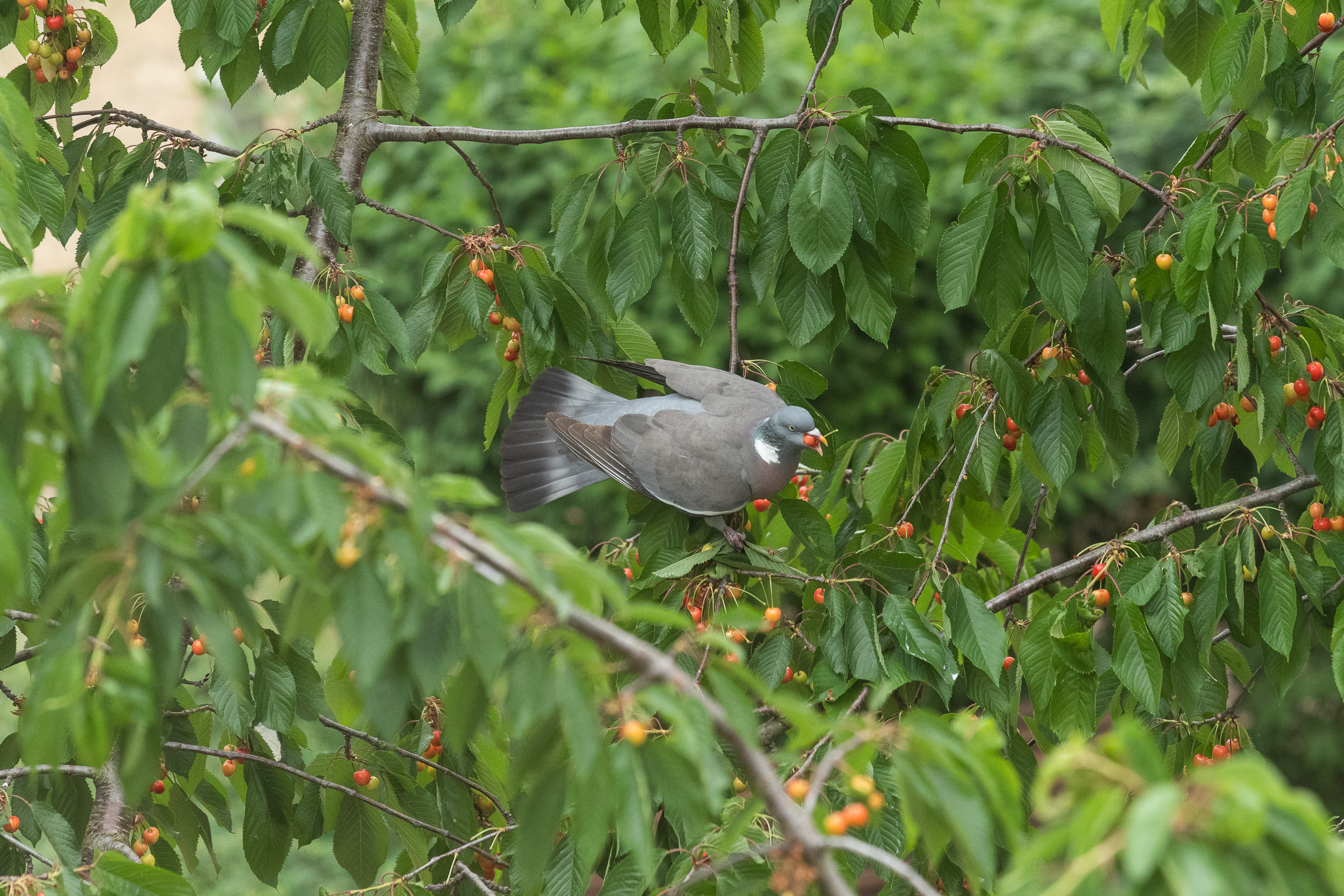 20180530-201519-pwa-1494.jpg